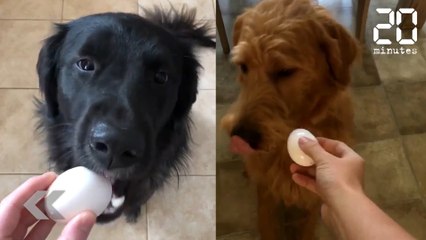 Chiens + oeufs = le buzz - Le Rewind du mercredi 07 février 2018