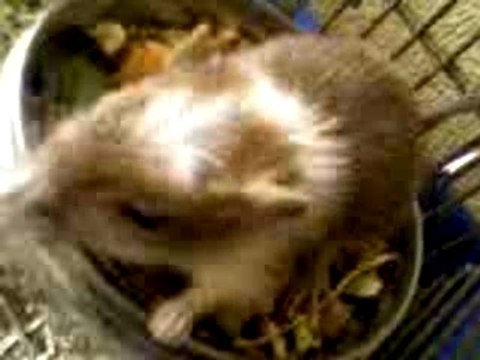 Petite gérbille Bsx