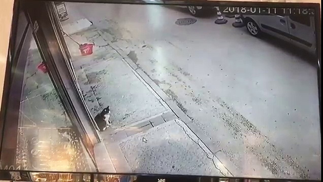 Un chat fait tomber un homme