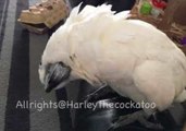 Pampered Cockatoo Demands to Be Brushed