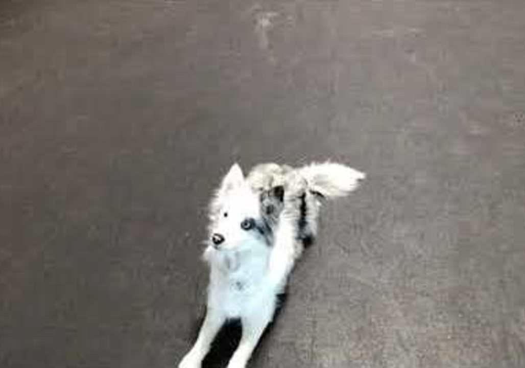 Rebecca the Dog Can Hop Like a Rabbit