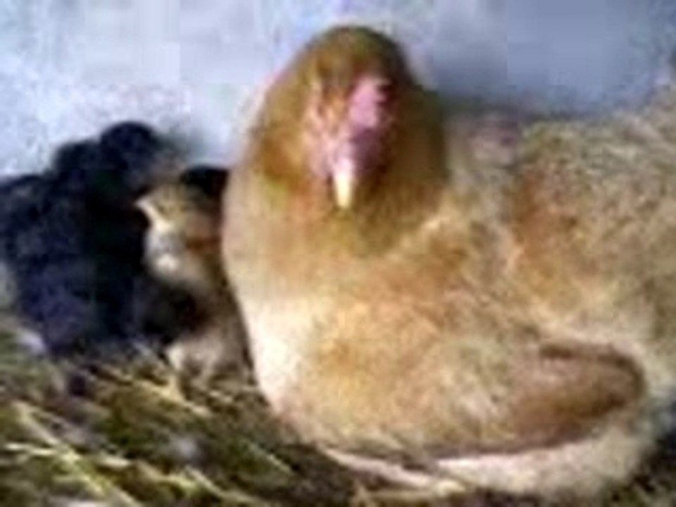 Poule   pousin