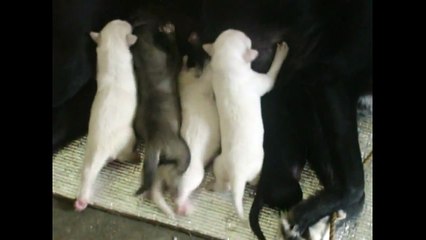 Newborn Puppies
