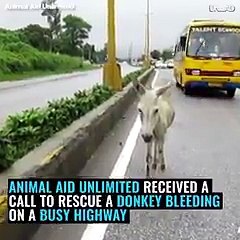 guys save injured stray donkey