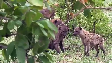 Hyenas vs Lion - Most Amazing Attack of Animals