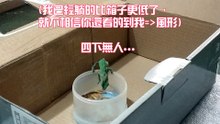 變色龍覓食與怪怪行徑，警察叔叔就是它怪怪的