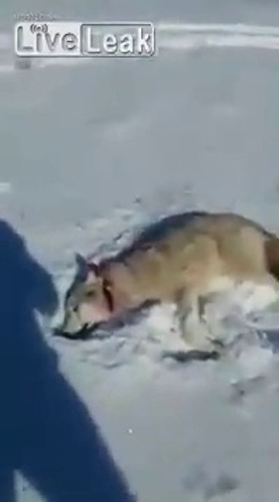 Ces chasseurs pensaient avoir abattu ce loup ma...