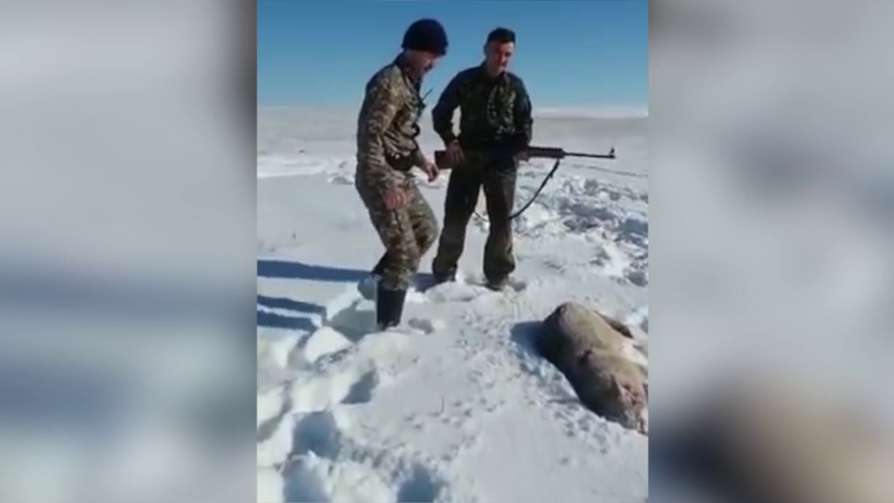 Lobo moribundo se venga de sus cazadores con ataque sorpresa .- Imágenes que pueden herir su sensibilidad