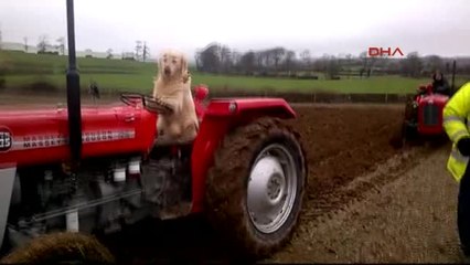 Köpek Rambo Sahibine Tarlada Traktör Sürerek Yardım Ediyor