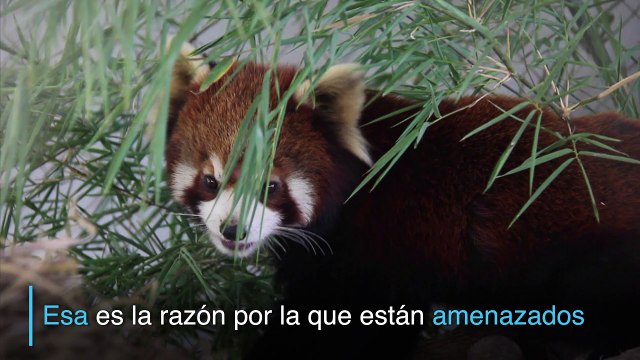 Los pandas rojos, animales perseguidos por su ternura
