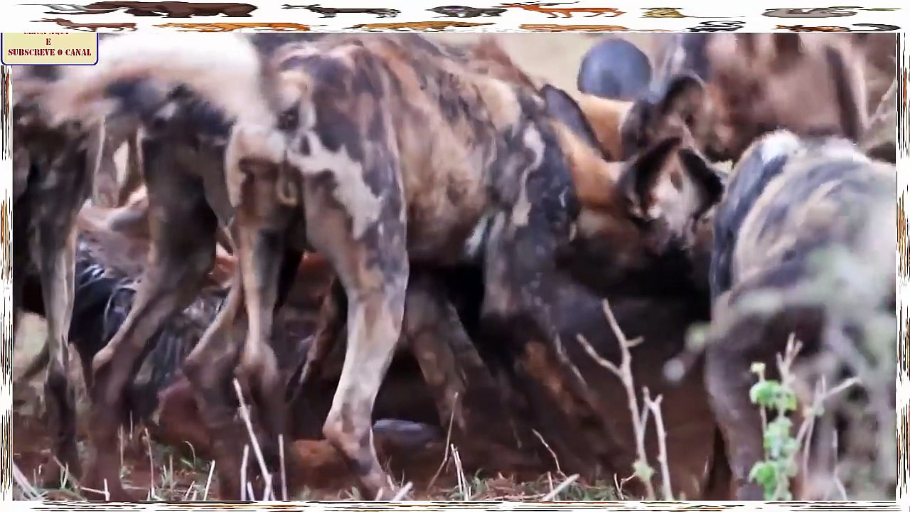 Cães Selvagens Vs Leões, Gnus, Zebras, Búfalos, Crocodilos