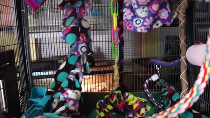 Sugar Glider Care - Requested