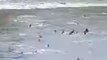 Frenzy of Sharks Seen in St Francis Bay, South Africa