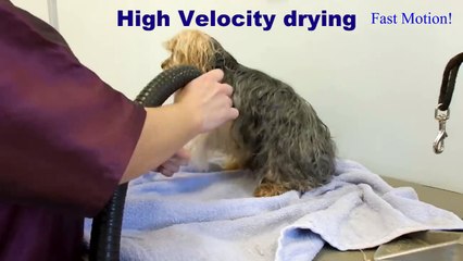 Yorkie Pet Grooming
