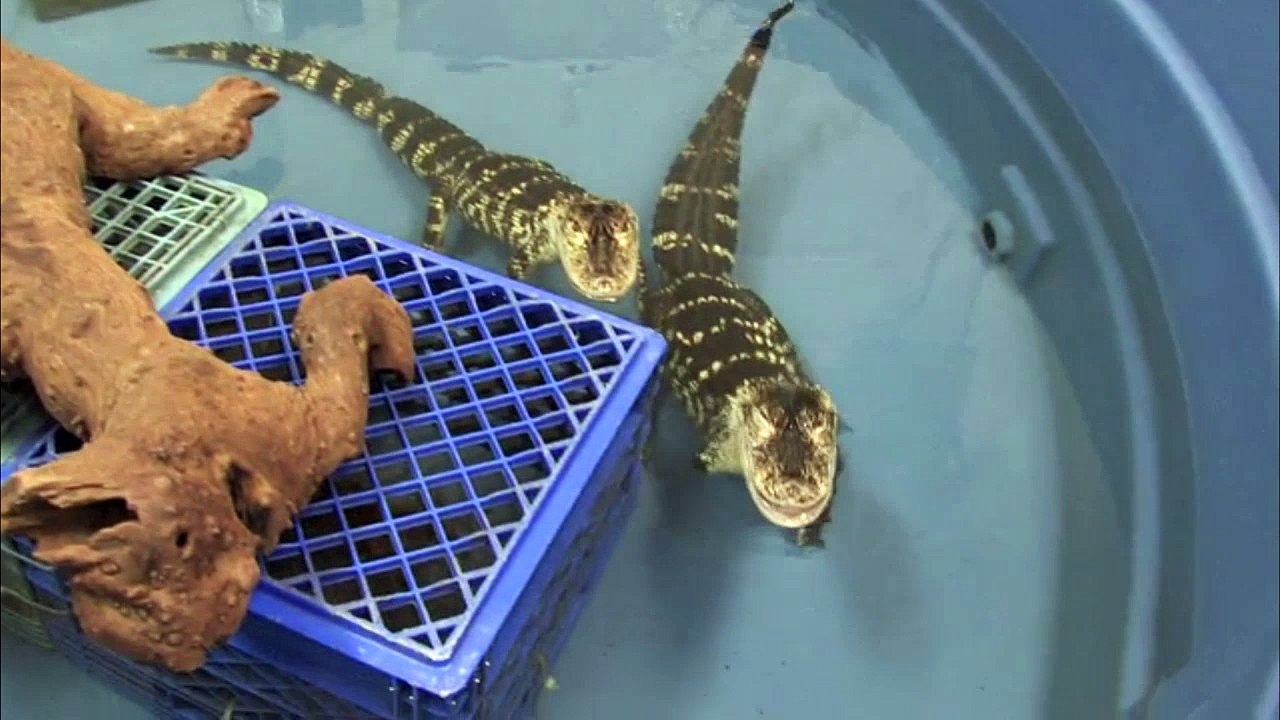 Alligator Feeding Time