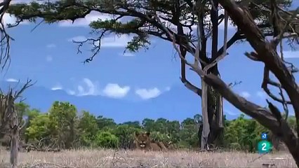 PELEAS DE NIMALES  ANIMALES SALVAJES,LAS MANGOSTAS,DOCUMENTAL,ÁFRICA,DISCOVERY Documental Fauna