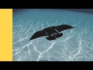 Robot Ikan Pari Lincah Membelah Lautan