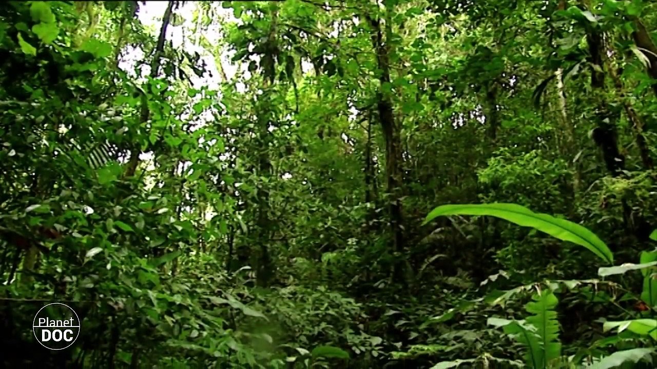 Huaorani: Amazon Tribe 2