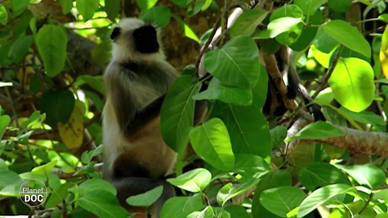 Communication between species (Part 2)