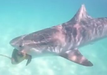 Loggerhead Turtle Caught in Jaws of Tiger Shark