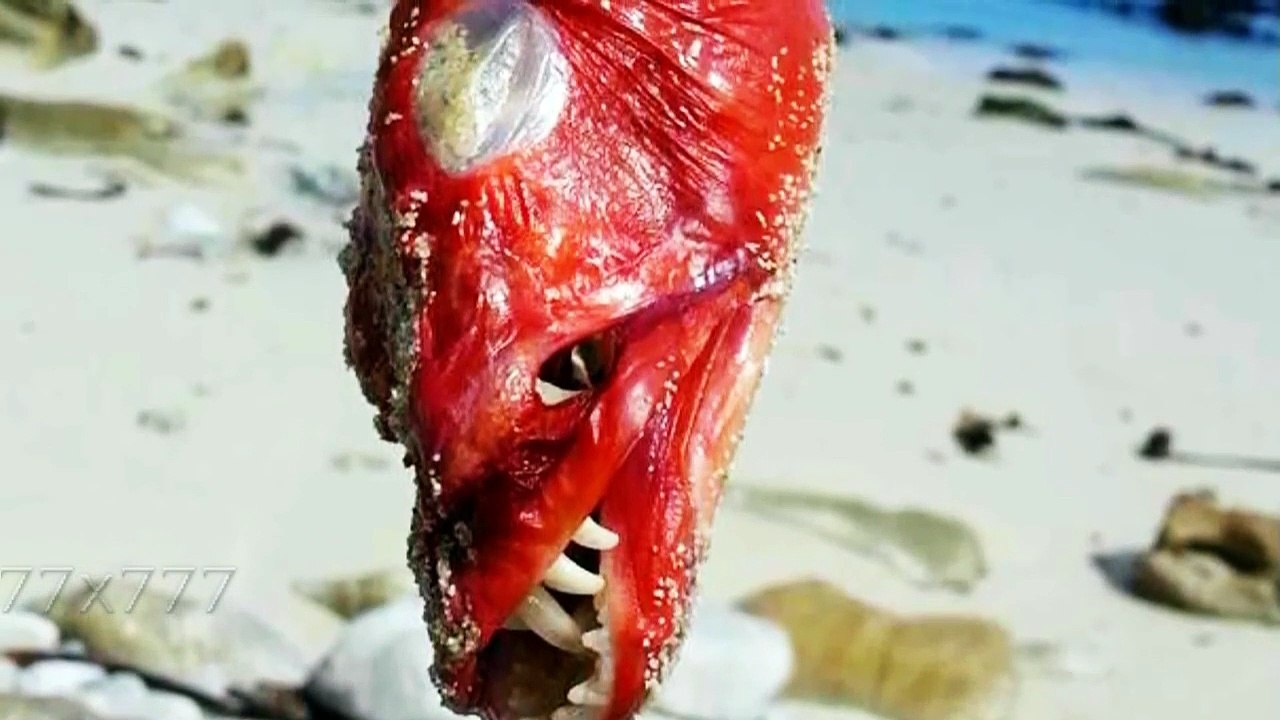 Voici une compilation de poissons mutants les plus terrifiants au monde