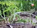 Snake Documentary The Deadly Giant Snakes Documentary 2014