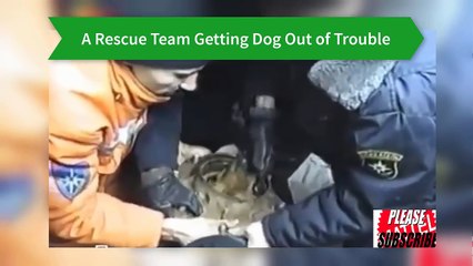 Another Video of People Saving Animals Lives #3