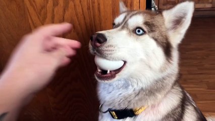 Husky Takes the Egg Challenge