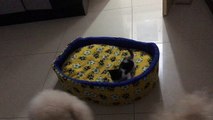 Kitten Shows Dog Who's Boss