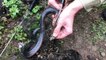 Red-Bellied Black Snake Rescue