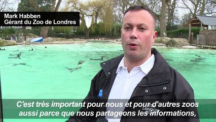 Inventaire annuel des animaux du zoo de Londres