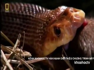 NHỮNG LOÀI VẬT NGUY HIỂM NHẤT AUSTRALIA  TẬP-1