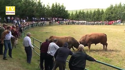 Começou o Campeonato de chegas de outras raças - 2017