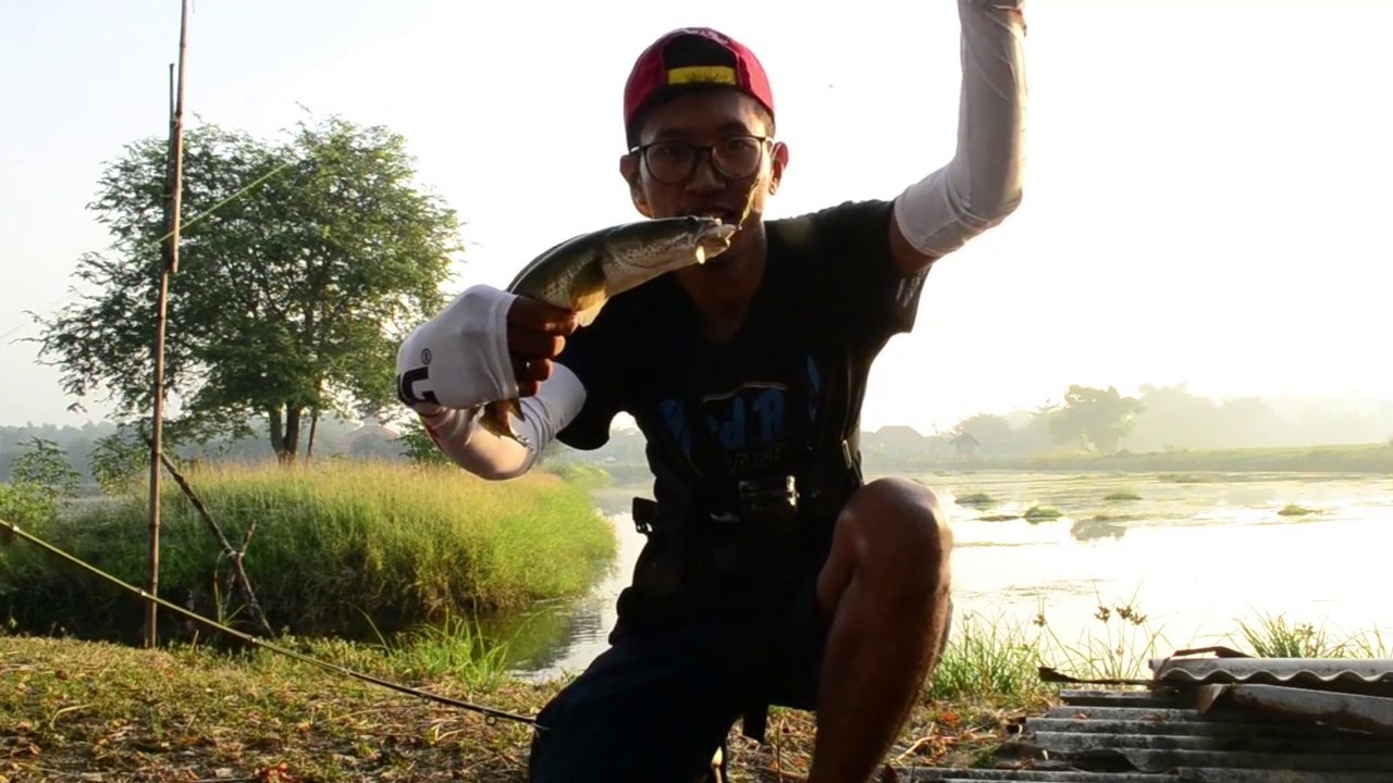 MANCING IKAN GABUS SAMPAI FRUSTASI