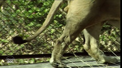 Gir: Last shelter of the Asian lion. Part 4