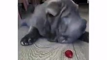 沙皮犬吃草莓..啊~草莓太酸了! | 皇璽會娛樂城 www.9453club.com