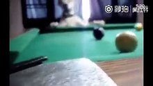 物理滿分的汪星人、球打的簡直成精了 | 皇璽會娛樂城 www.9453club.com