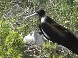 Galapagos Islands travel: Mama frigate