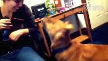 動物爆笑視頻合集 | 皇璽會娛樂城 www.9453club.com