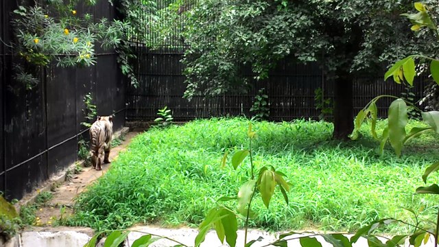 Delhi Zoo Chidiya Ghar National Zoological Park in Delhi दिल्ली चिड़िया घर