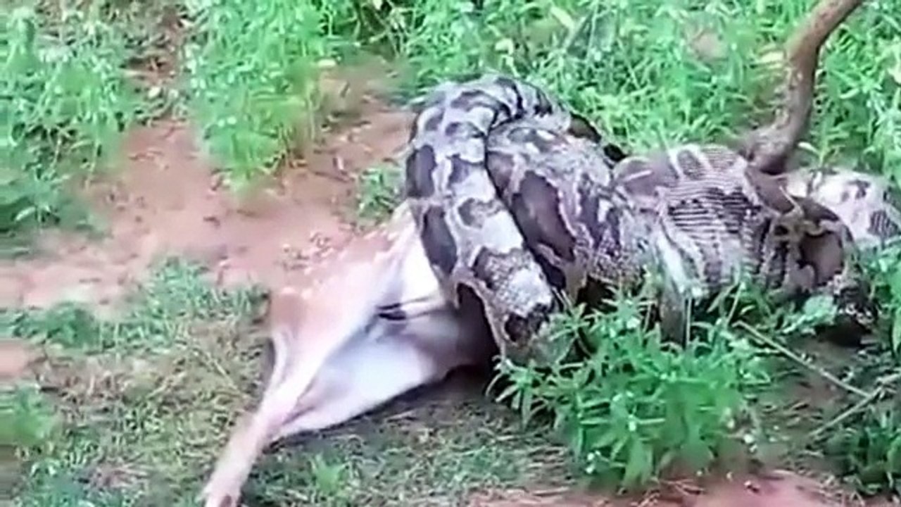 Un monstre Python de 4 mètre mange un cerf entier sous les yeux des touristes horrifiés!