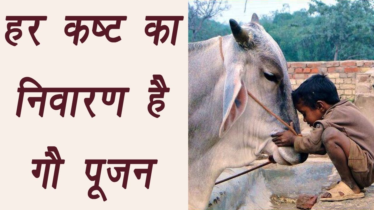गौ पूजन  | Gau Pujan | Spiritual Benefits |  हर कष्ट का निवारण है गौ पूजन | Boldsky