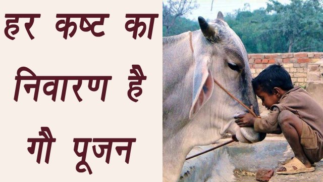 गौ पूजन | Gau Pujan | Spiritual Benefits | हर कष्ट का निवारण है गौ पूजन | Boldsky