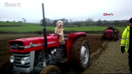 Köpek Rambo sahibine tarlada traktör sürerek yardım ediyor