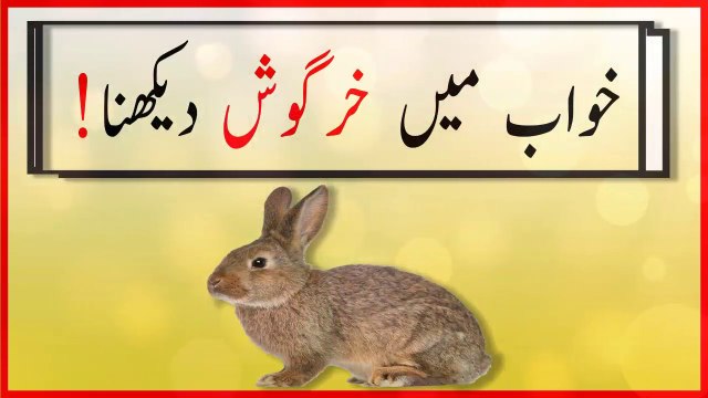khwabon ki tabeer in urdu - khwab mein khargosh dekhnay ki tabeer