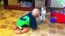 (4) Kittens and Babies Playing Together Compilation (2014) - beautifull kittens playing baby