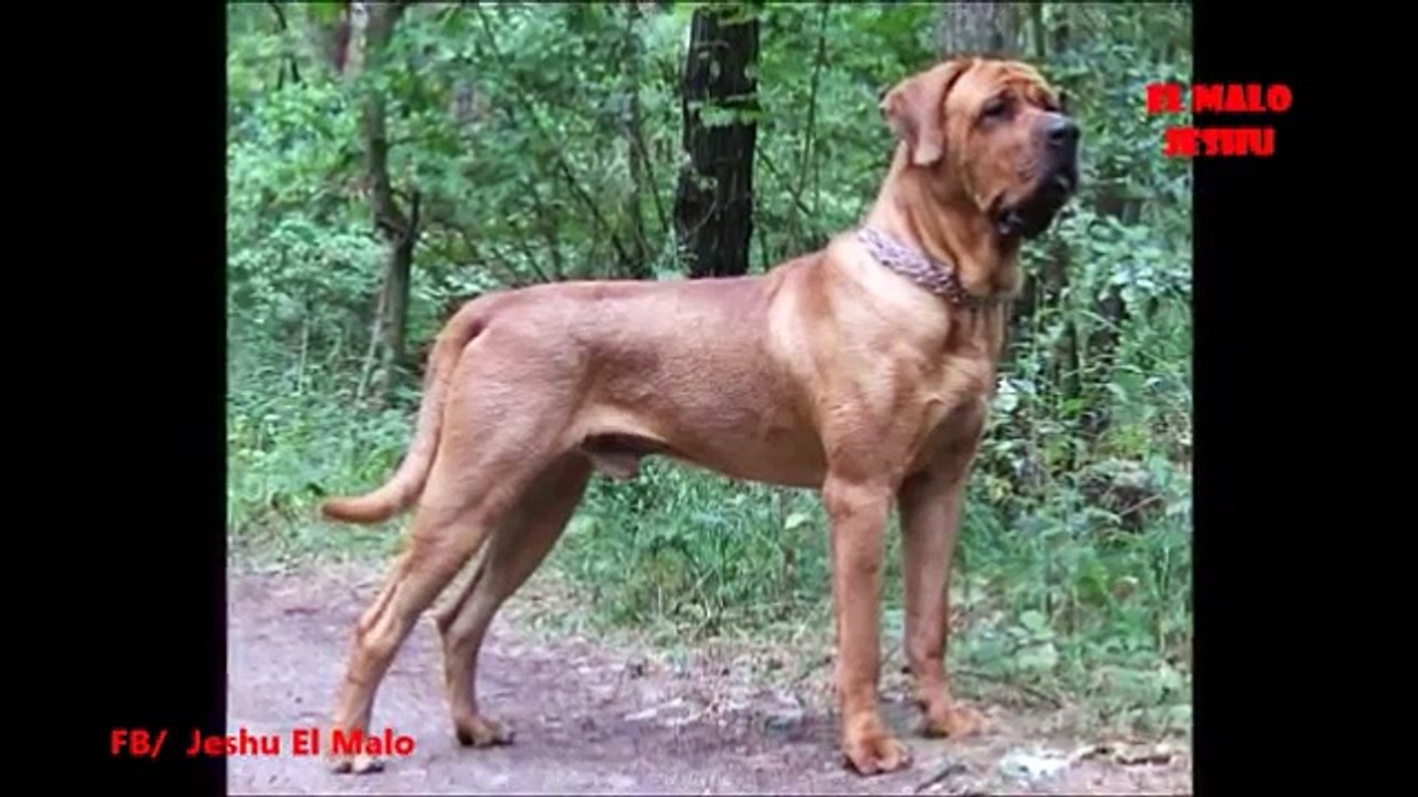 Los 10 ataques de perros más aterradores l PITBULL ATTACK