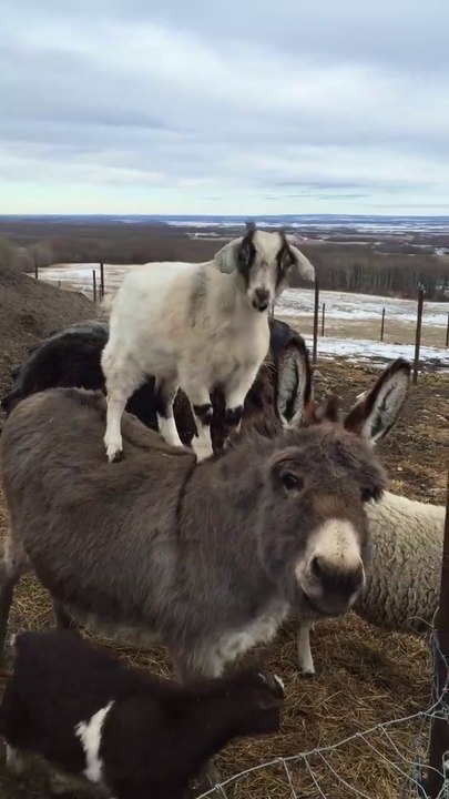 Amitié incroyable entre un âne et une chèvre... Sur son dos!