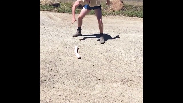 Quand tu croises un énorme serpent en pleine route.. Ahaha