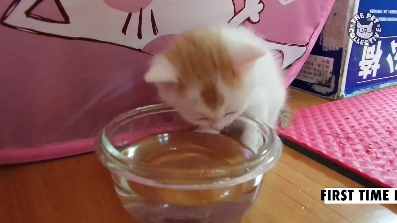 (5) 29 Cute Kitten Videos Compilation 2016 -